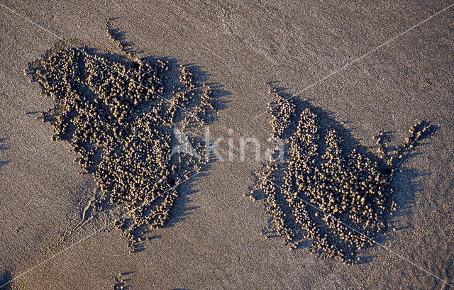 Ghost Crab (Ocypode spec.)