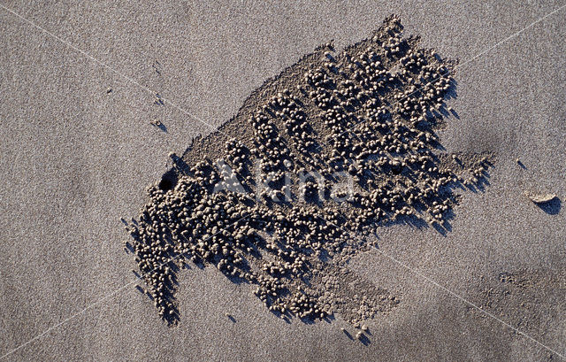 Ghost Crab (Ocypode spec.)