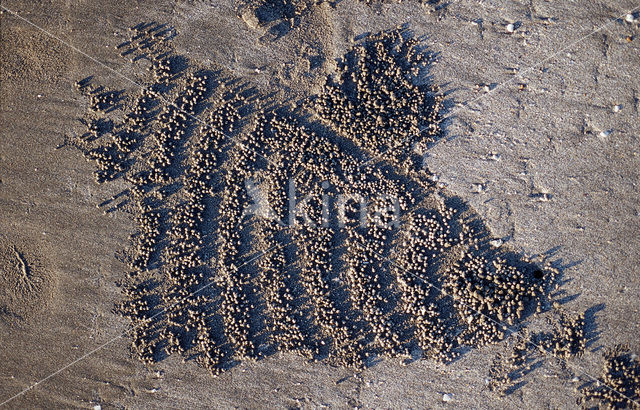 Ghost Crab (Ocypode spec.)