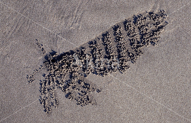 Ghost Crab (Ocypode spec.)