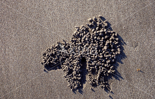 Ghost Crab (Ocypode spec.)