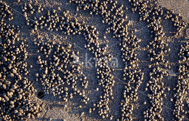 Ghost Crab (Ocypode spec.)