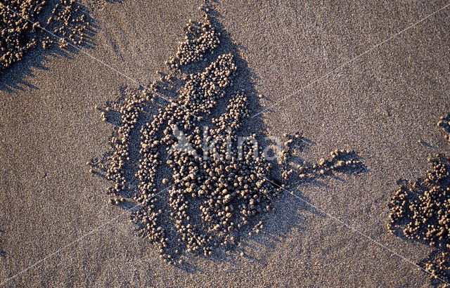 Ghost Crab (Ocypode spec.)