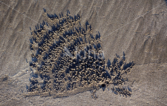 Ghost Crab (Ocypode spec.)