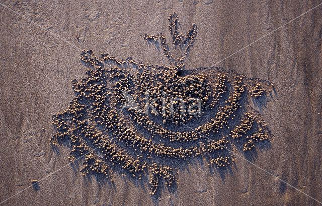 Spookkrab (Ocypode spec.)