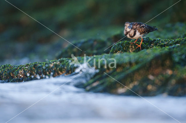 Ruddy Turnstone (Arenaria interpres)