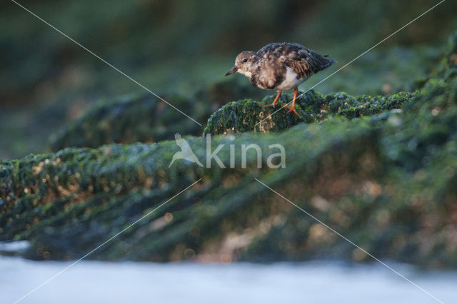 Ruddy Turnstone (Arenaria interpres)