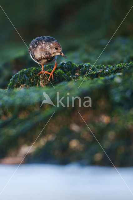 Steenloper (Arenaria interpres)