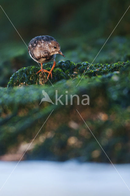 Ruddy Turnstone (Arenaria interpres)