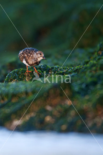 Steenloper (Arenaria interpres)