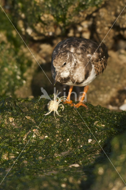 Steenloper (Arenaria interpres)