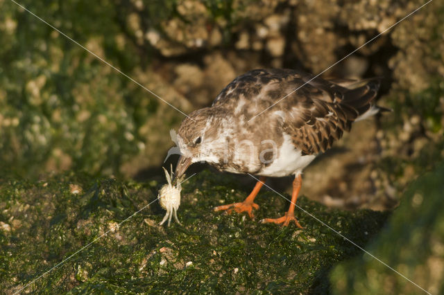 Steenloper (Arenaria interpres)