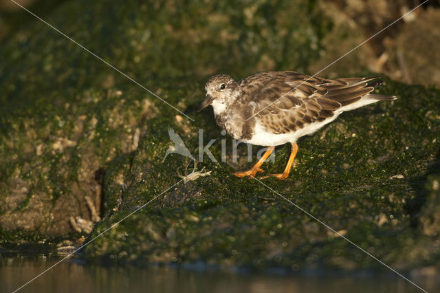 Ruddy Turnstone (Arenaria interpres)