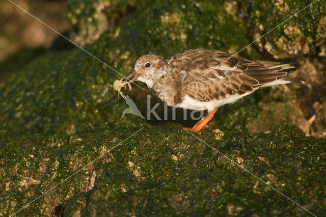 Steenloper (Arenaria interpres)