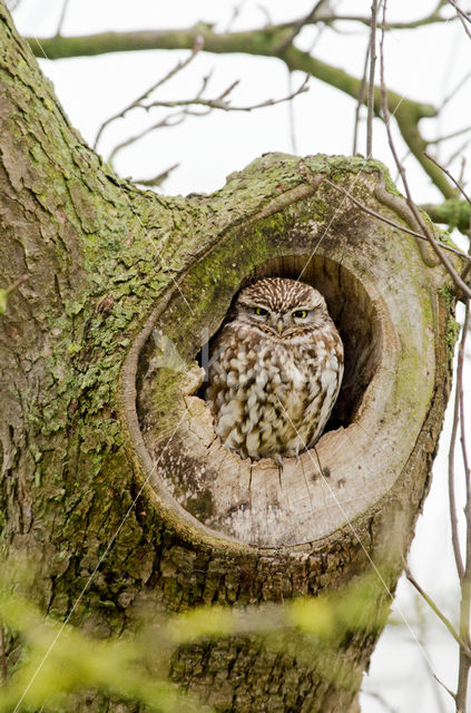 Little Owl (Athene noctua)