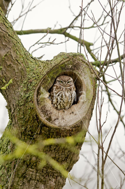 Little Owl (Athene noctua)