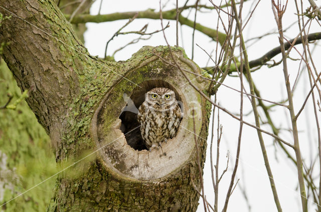 Little Owl (Athene noctua)