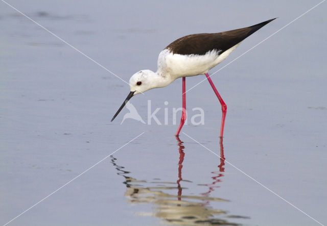 Steltkluut (Himantopus himantopus)