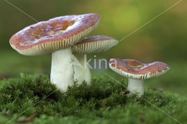 Beechwood Sickener (Russula mairei)