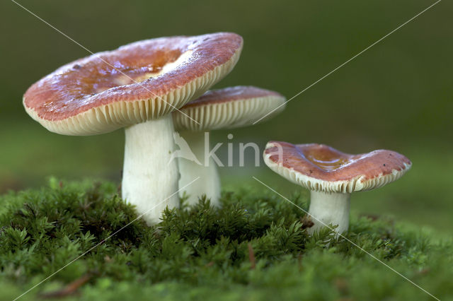 Stevige braakrussula (Russula mairei)