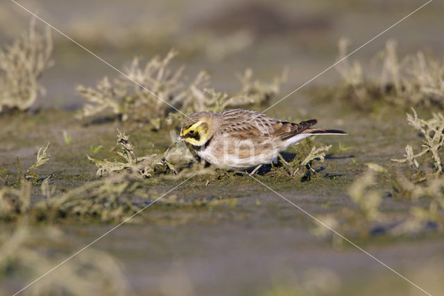 Shore Lark (Eremophila alpestris  )