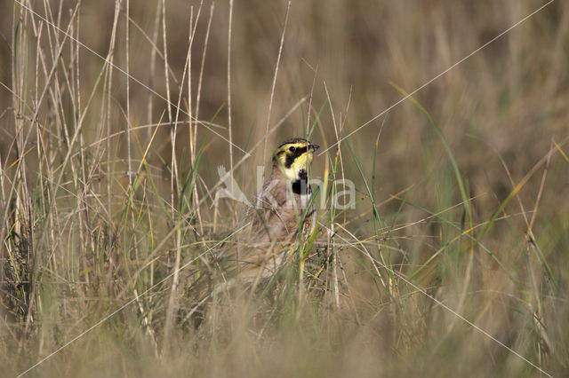 Strandleeuwerik (Eremophila alpestris  )