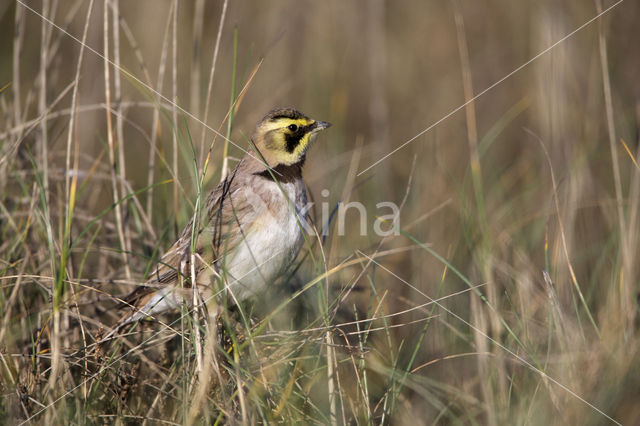 Shore Lark (Eremophila alpestris  )