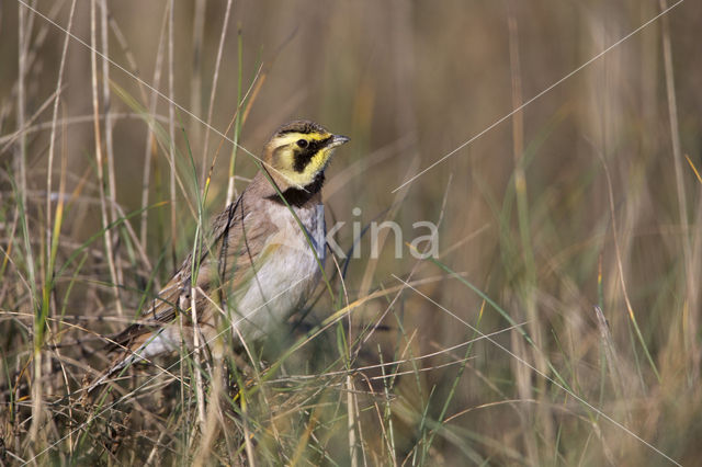 Strandleeuwerik (Eremophila alpestris  )