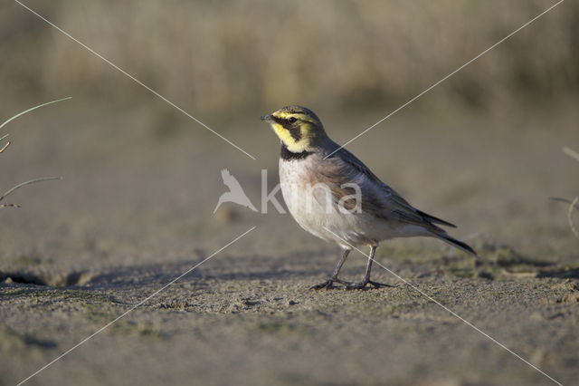 Shore Lark (Eremophila alpestris  )