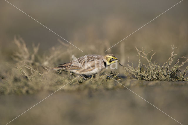 Shore Lark (Eremophila alpestris  )