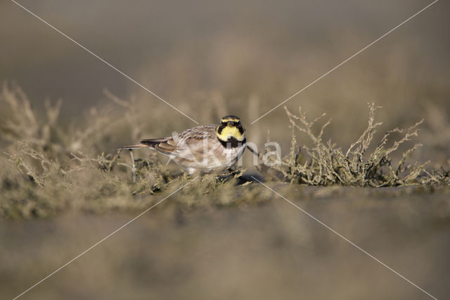 Shore Lark (Eremophila alpestris  )