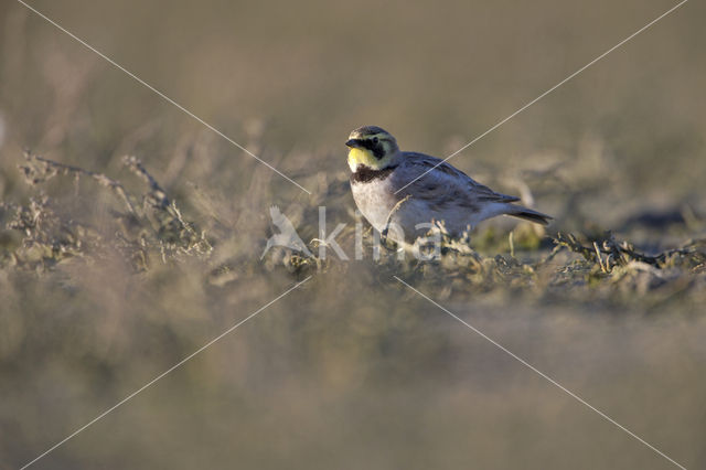 Shore Lark (Eremophila alpestris  )