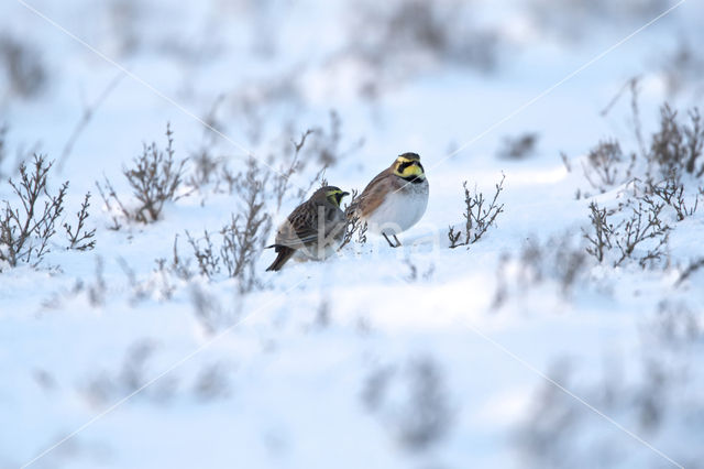 Shore Lark (Eremophila alpestris  )