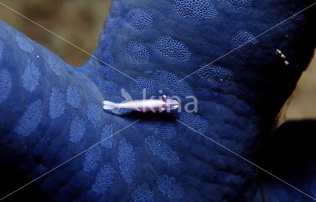 partner shrimp (Periclimenes soror)