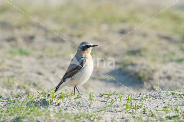 Northern Wheatear (Oenanthe oenanthe)