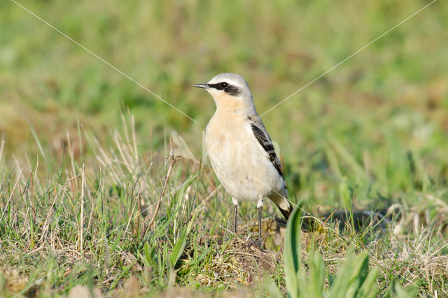 Northern Wheatear (Oenanthe oenanthe)