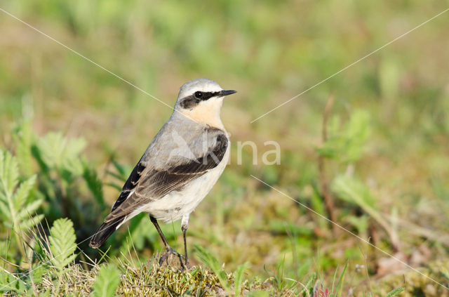 Northern Wheatear (Oenanthe oenanthe)