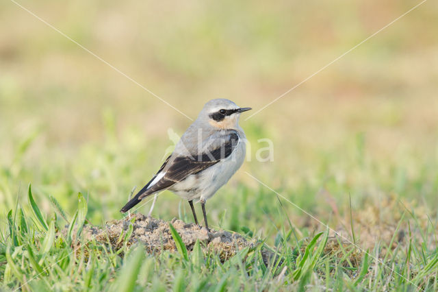 Northern Wheatear (Oenanthe oenanthe)