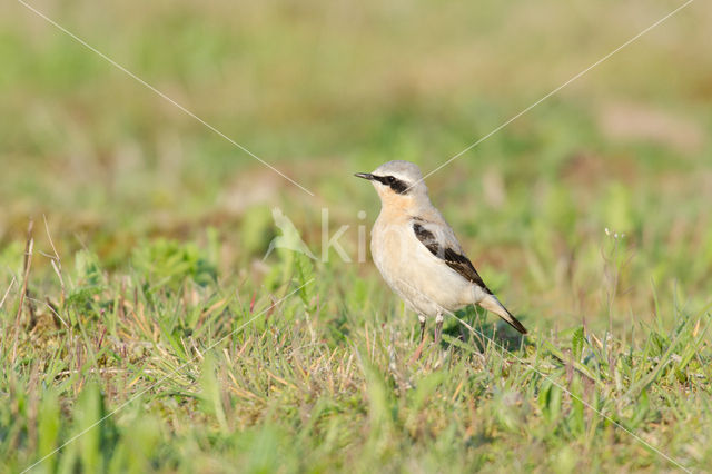 Northern Wheatear (Oenanthe oenanthe)