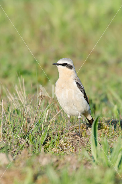 Northern Wheatear (Oenanthe oenanthe)