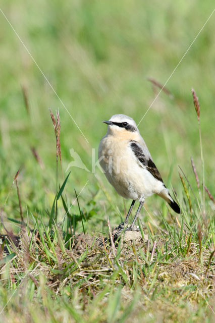 Northern Wheatear (Oenanthe oenanthe)