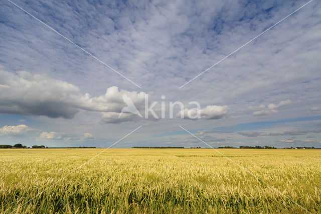 Tarwe (Triticum spec.)