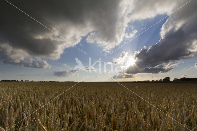 Wheat (Triticum spec.)