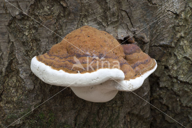 Tonderzwam (Ganoderma spec.)