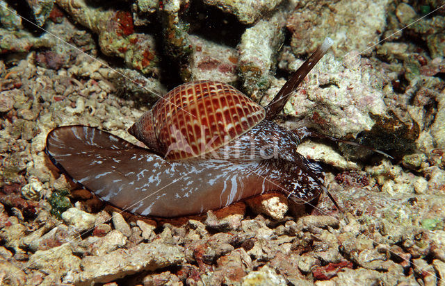 Tun Shell (Tonna sp.)