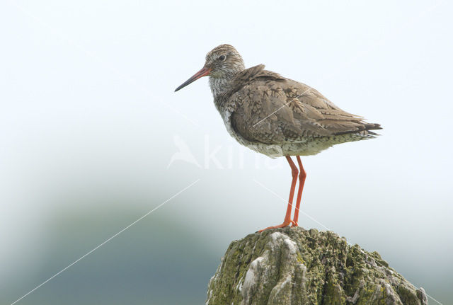 Common Redshank (Tringa totanus)