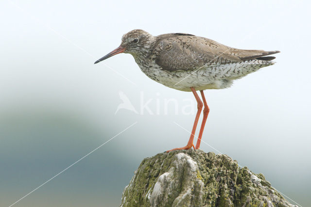 Common Redshank (Tringa totanus)