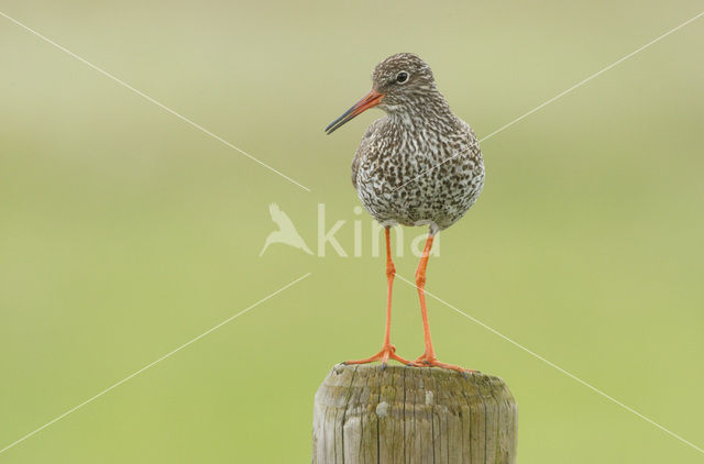 Common Redshank (Tringa totanus)