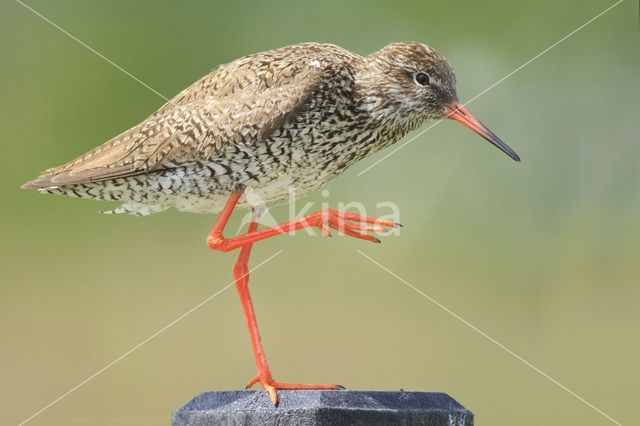 Common Redshank (Tringa totanus)