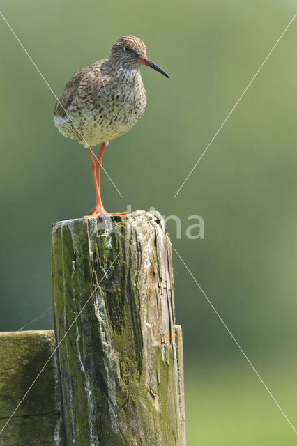 Common Redshank (Tringa totanus)